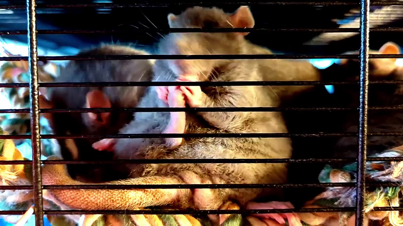 Pet Rats Obsessed with Bathing