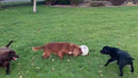 Dog playing football with team #animal_lover