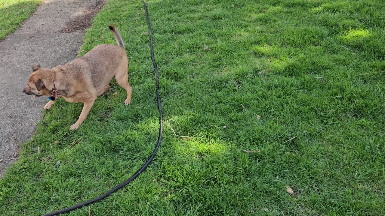 Puppy goes water crazy