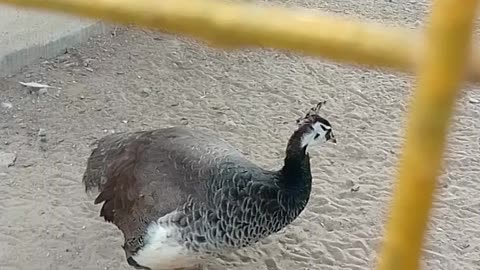 Beautiful peacocks