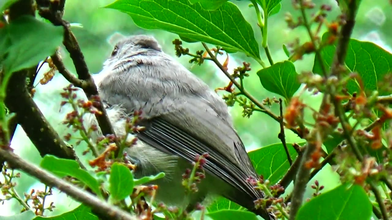 Tufted Titmouse