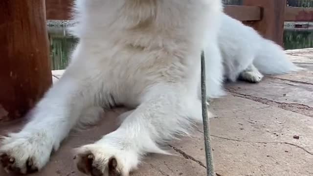 Another day of confession Samoyed jam