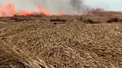 Ukraine farmers rush to harvest grain from Donbas fields