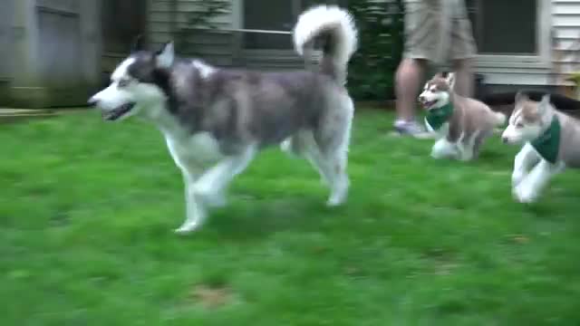 Attempting to bathe a litter of Husky puppies!