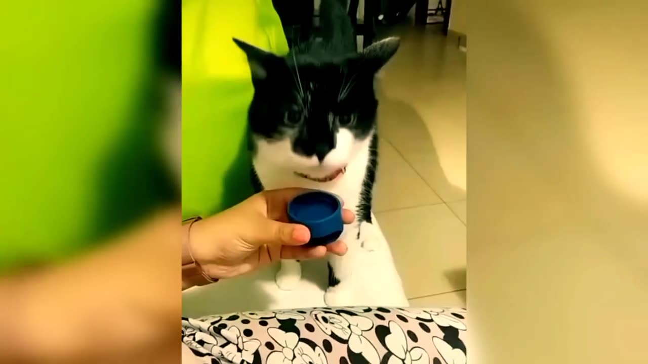 Fanny cats video || Fanny video || Cats video || Fanny videos || Cats