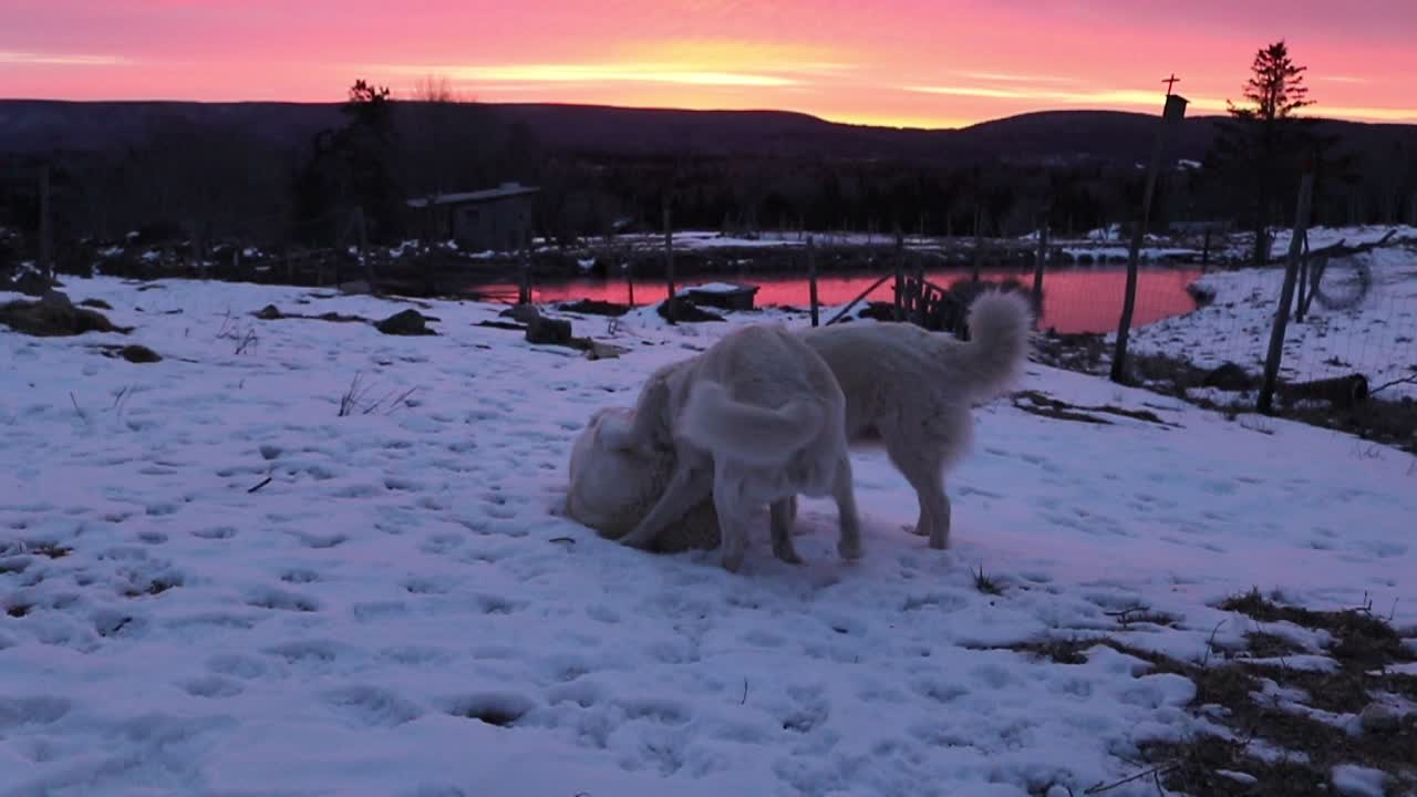 Guard dogs play-fight during breathtaking morning sunrise