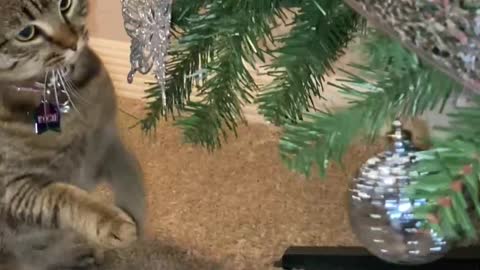 How to Keep a Tree Cat Free