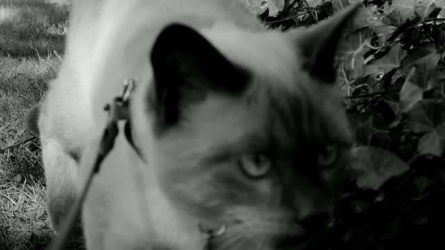 ROCOCO ON THE HUNT