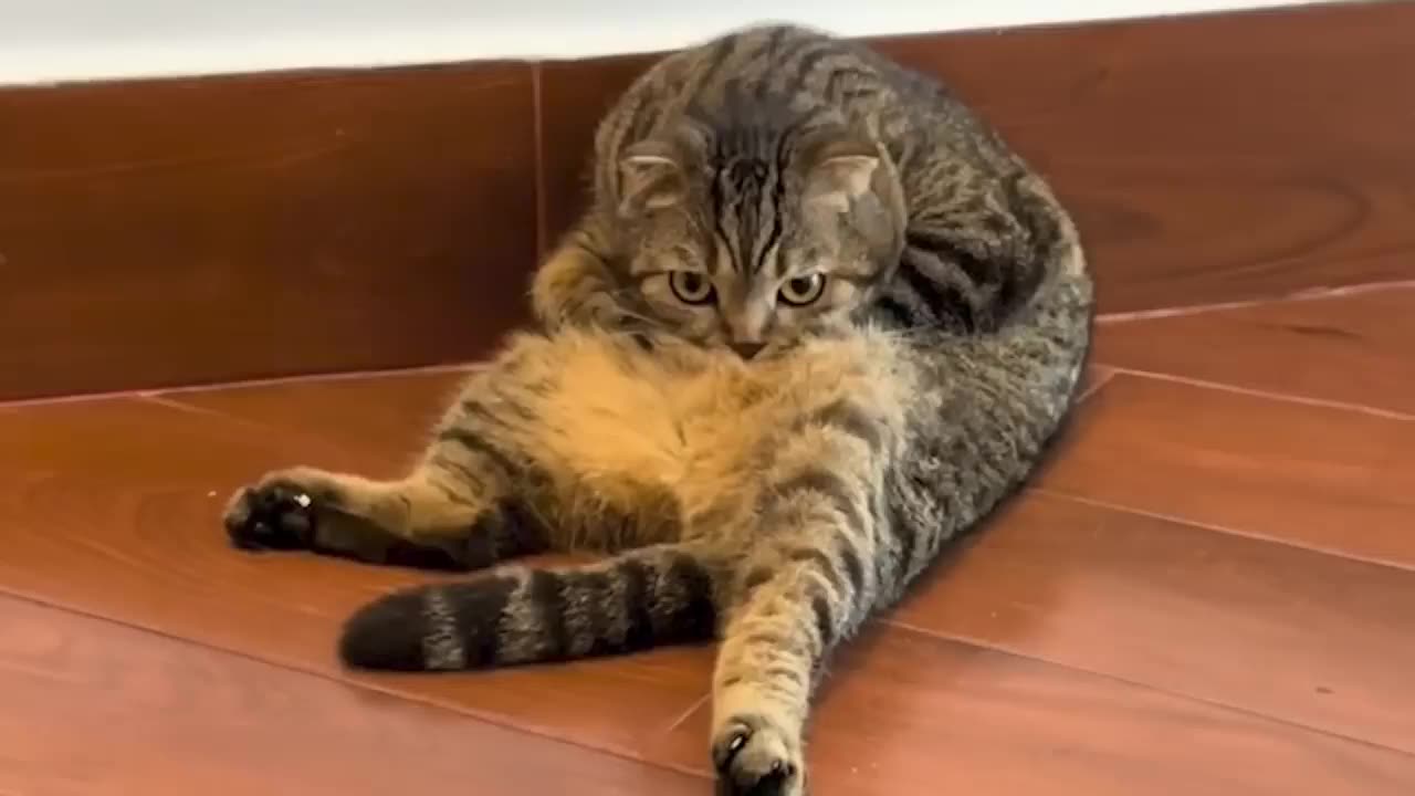 funny cat videos. funny activities