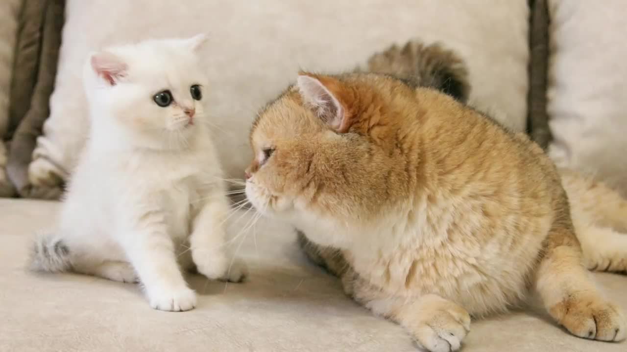 Kitten Koko meets her dad William