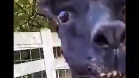 Alpaca short video 04