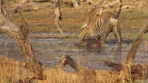 Tiger attack