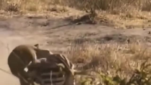 Wild animals zero distance animal world Love nature protect wild lions