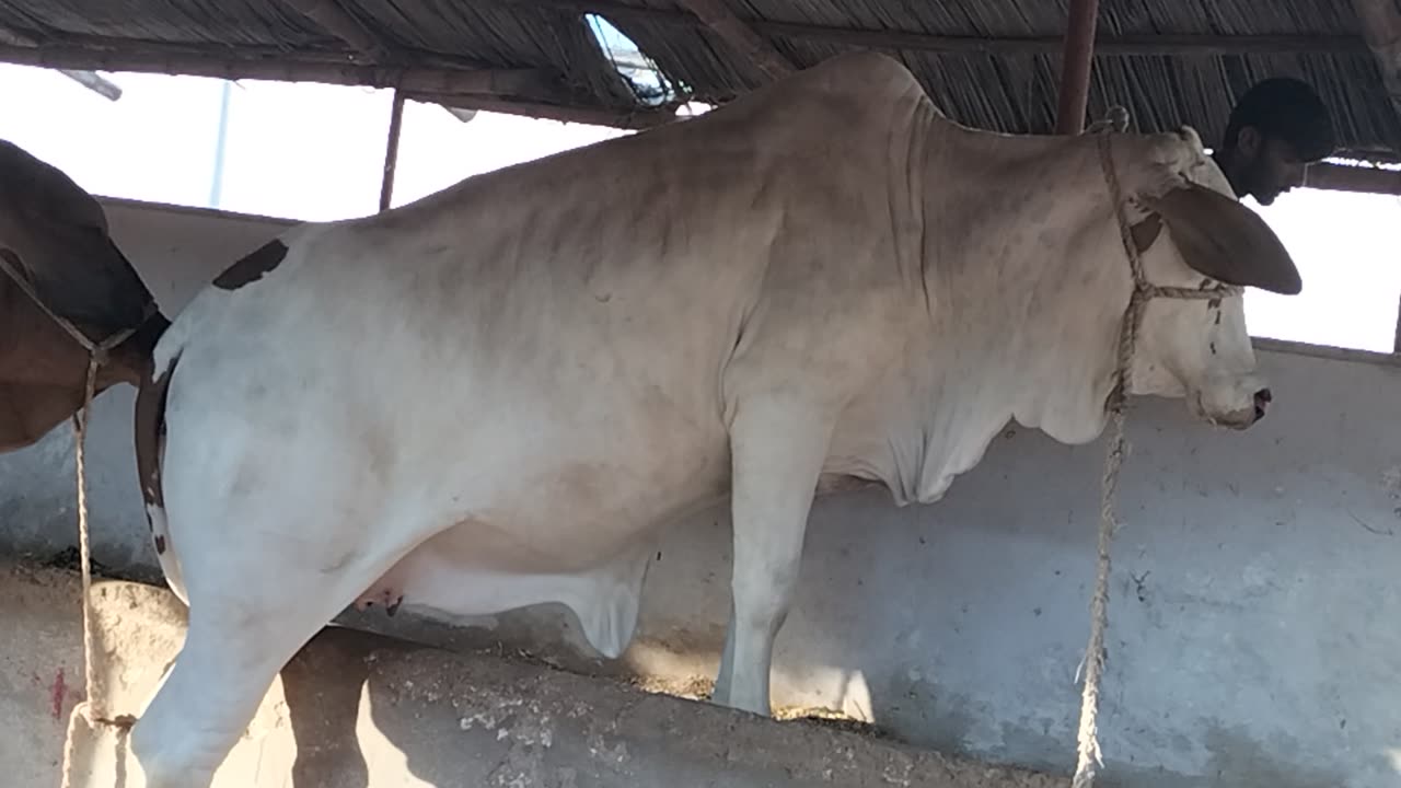 Cow in Form House