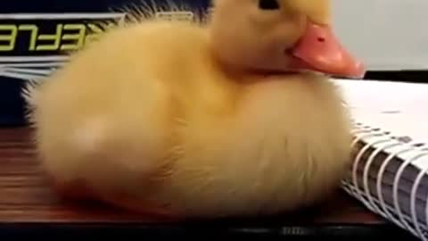 The Sleeping Duck