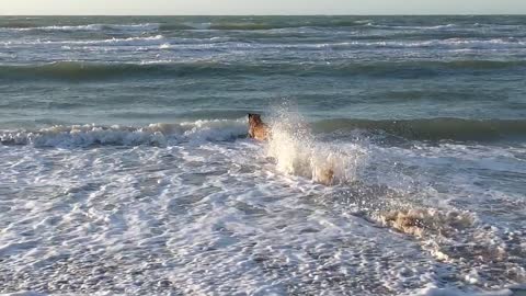 dog having fun in the sea