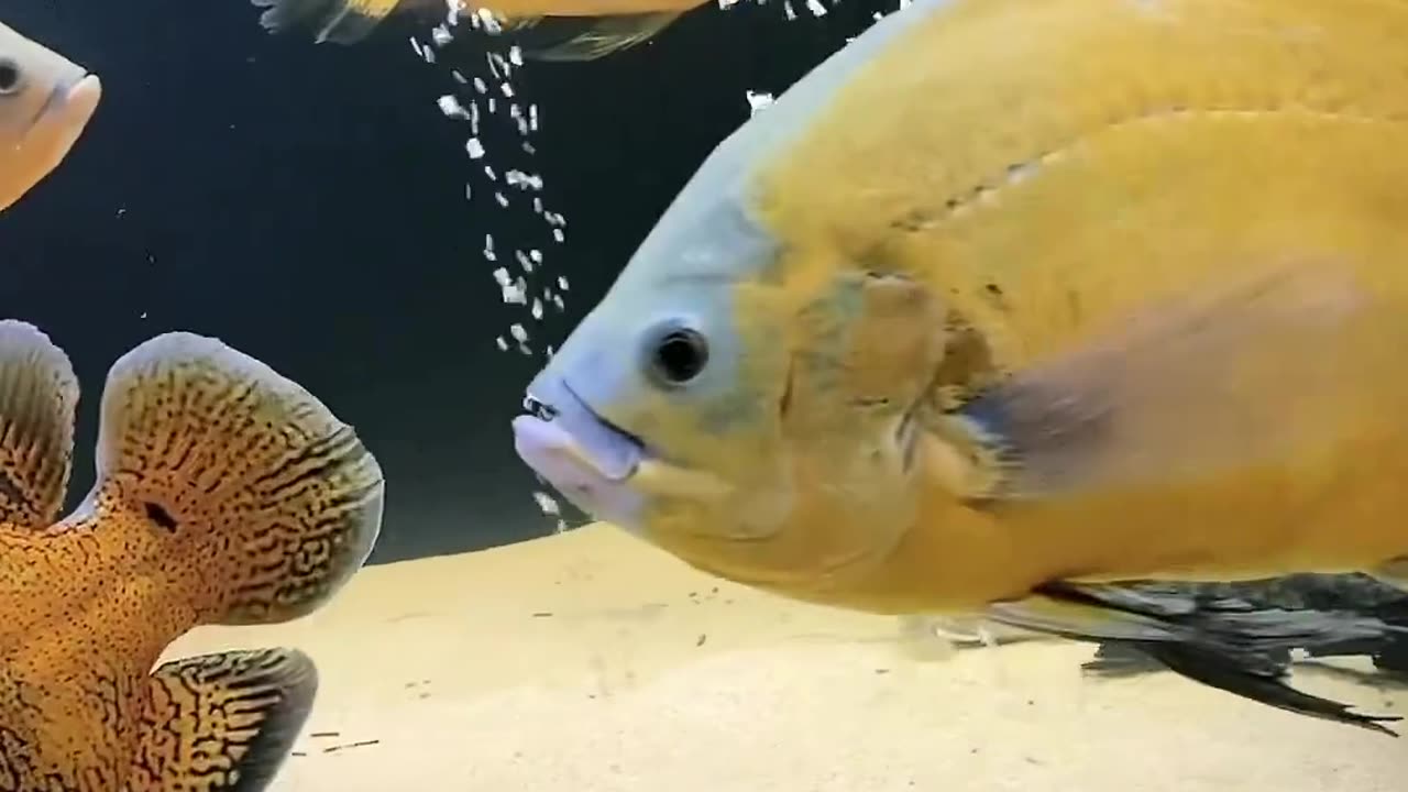 Oscar fish