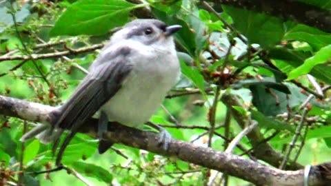 Tufted Titmouses