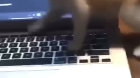 Funny cats video