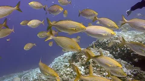 Dive with beautiful whales