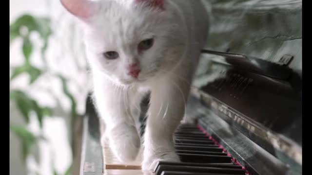 amazing cat on the piano