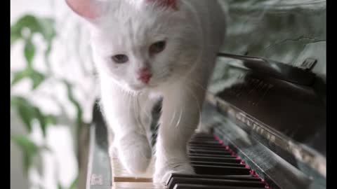 amazing cat on the piano