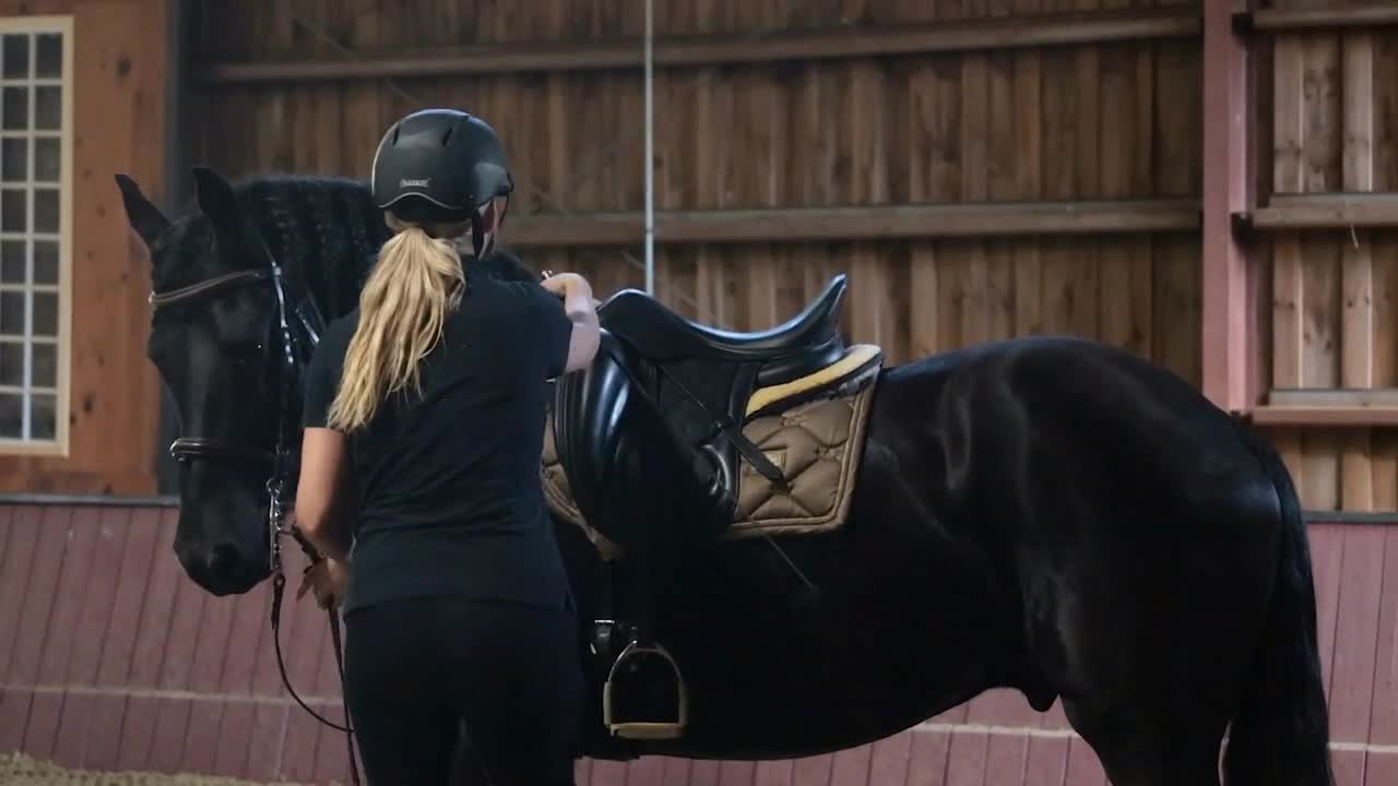 Young woman in Equestrian Gear prepares to mount saddle on horse inside arena