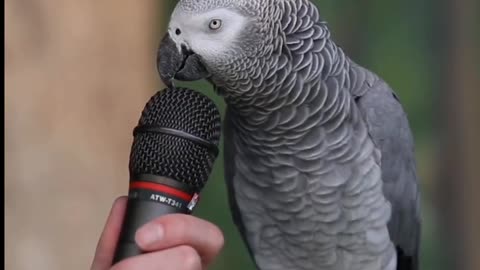 Bird interview