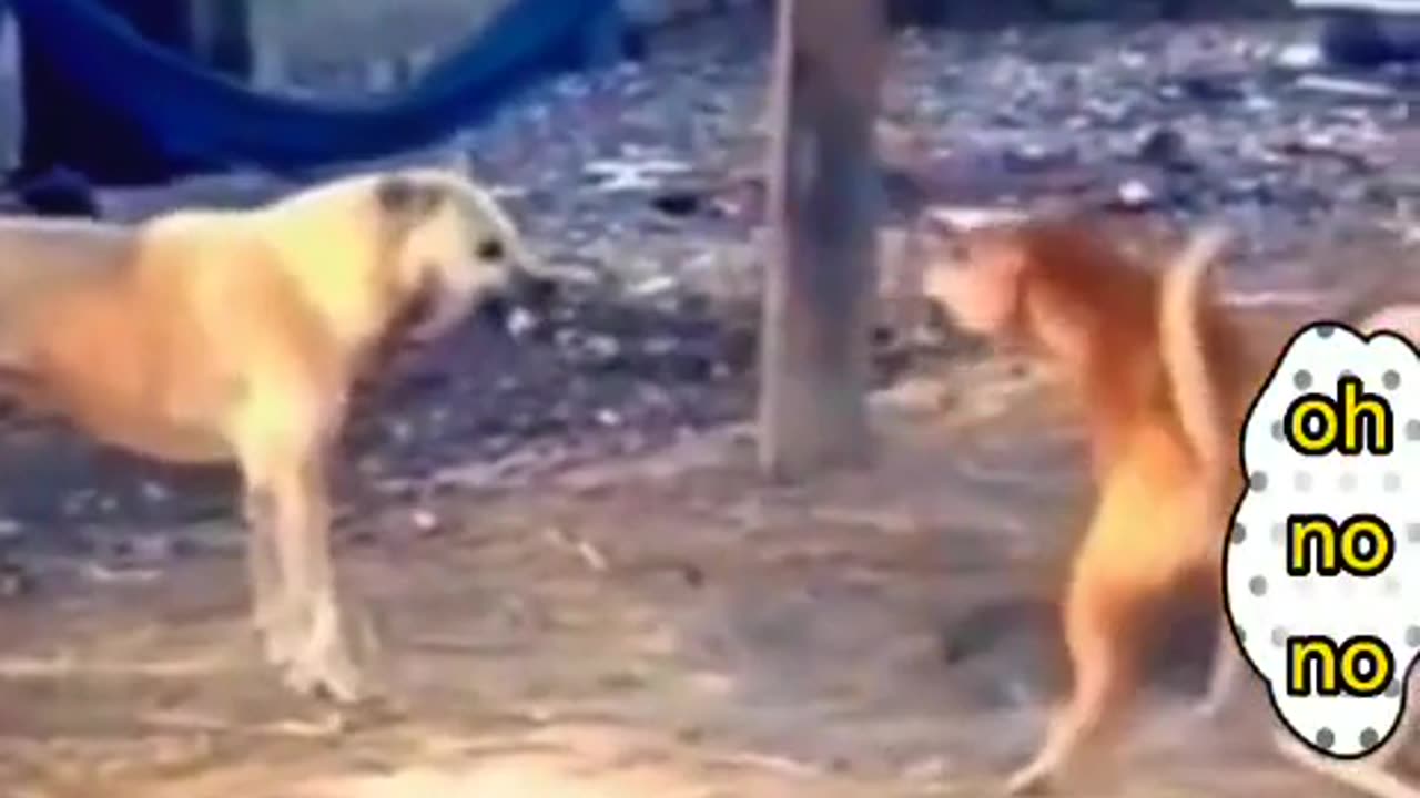 #fun_animals9 #wildanimals #animals #thegioidongvat #khamphathegioihoangda #dog #funny #funnyvideos