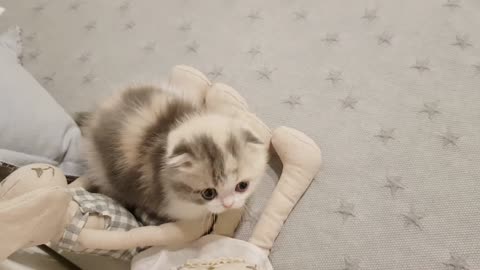 Cute kitten playing