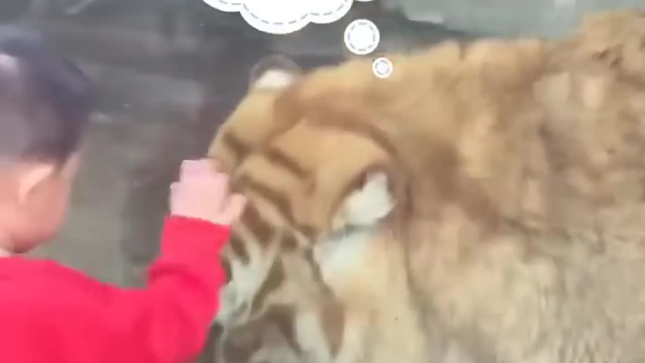 Cute Tiger and kid Funny moment at zoo - cute big cats video