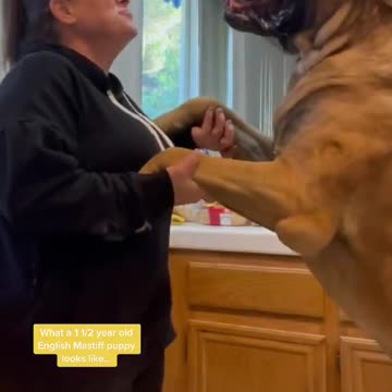 What a 1 Year Old English Mastiff Puppy Looks Like #dog #dogs #cutedogs #funnydogs #shorts
