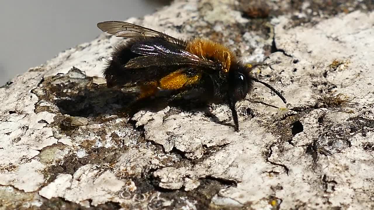 Honey Bee Insect Bee Honey Nature Animal Macro