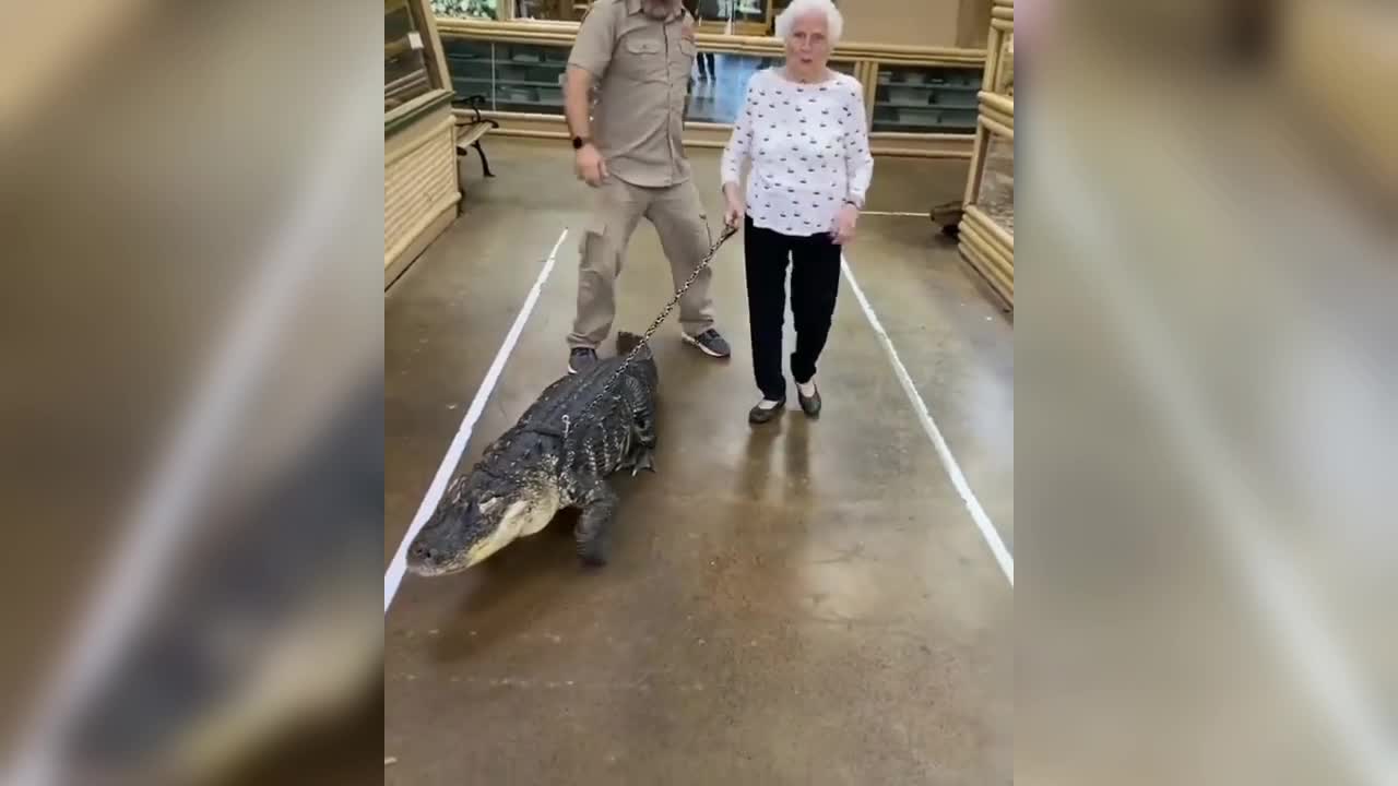 pet alligator