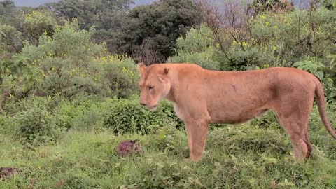 A female lion poses proudly against mountains in Africa