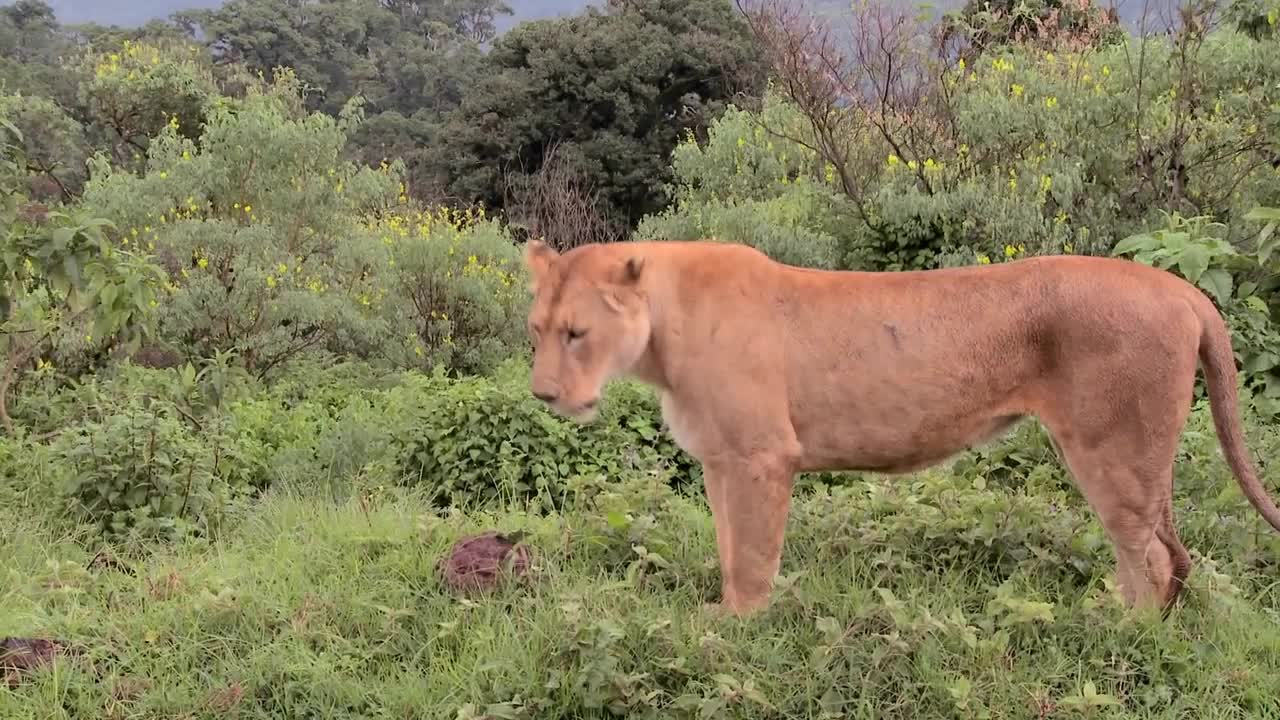 A female lion poses proudly against mountains in Africa