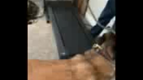 Belgian Malinois on treadmill