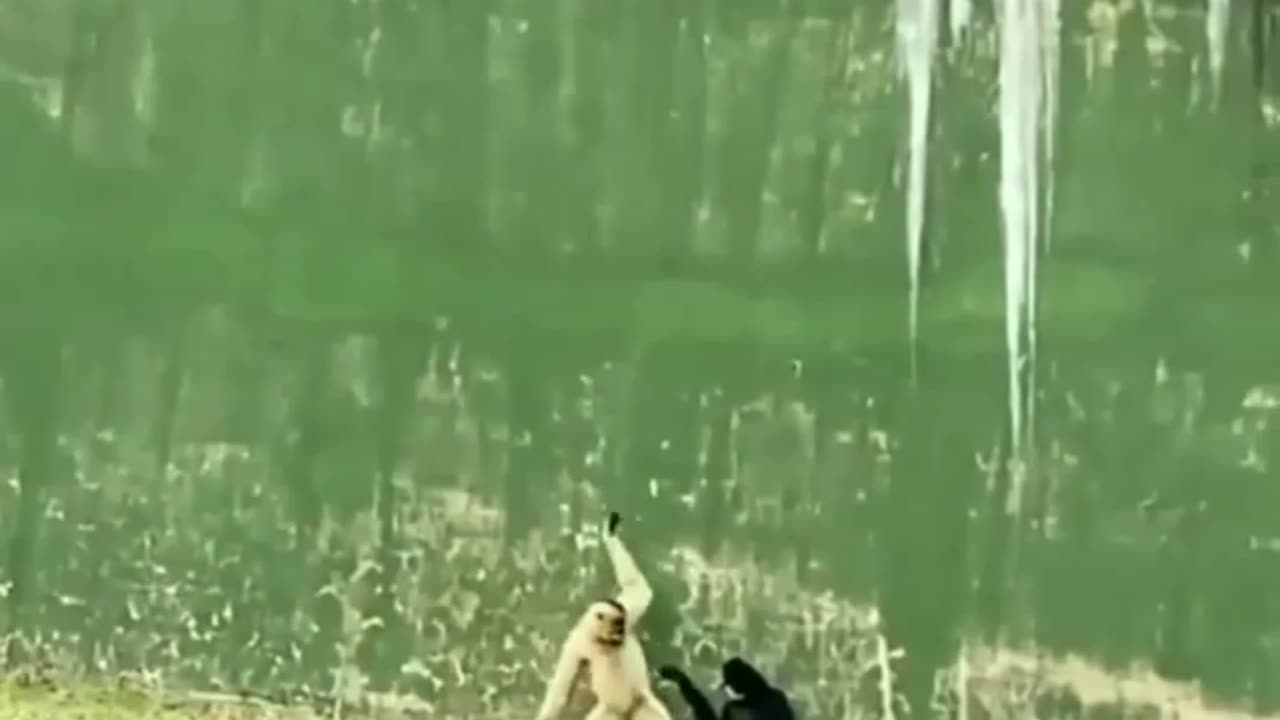 Funny animals video