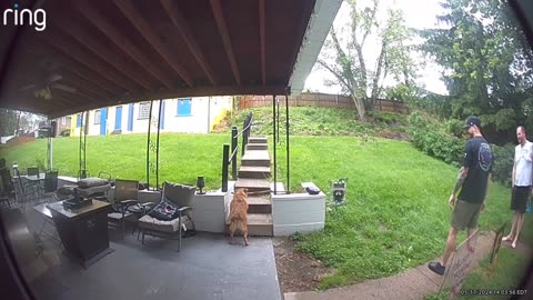 Security Camera Catches Dog Getting Stuck With Stick