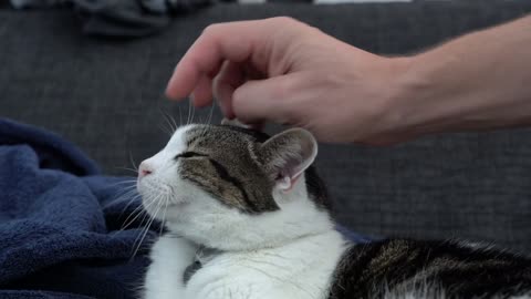 THE BEST Cute and Funny Cat Video THIS WEEK!