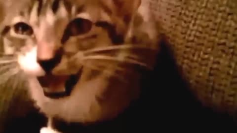 Funny Cats and Kittens Meowing Compilation