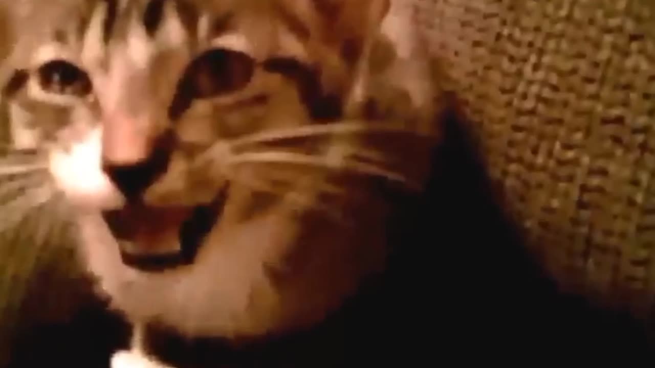 Funny Cats and Kittens Meowing Compilation