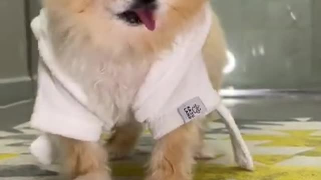 Funny dog .. Funny pets .. Funny cat. Funny animals .. Funny animal video