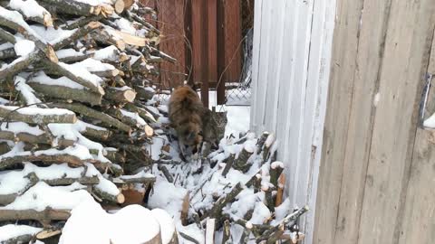 Cat's life