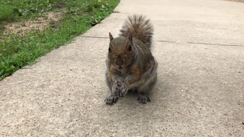 Snacks for the squirrel in the Park