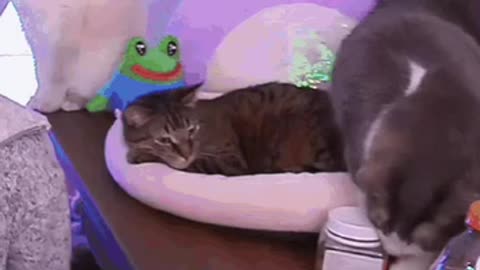 Cute Cat Gif