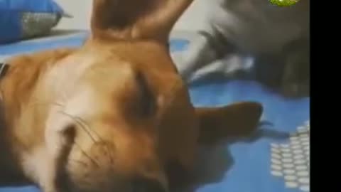 Cats vs Dogs #shorts