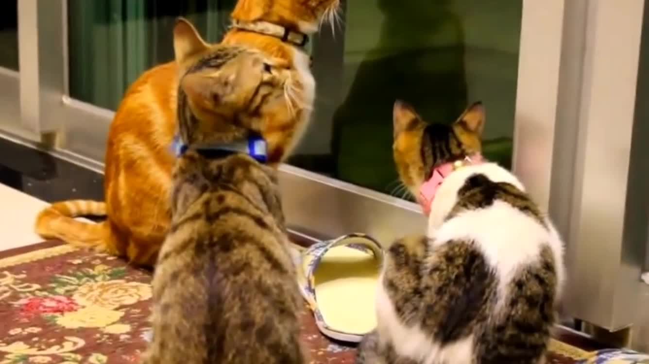 Funny Cats and Kittens Meowing Compilation