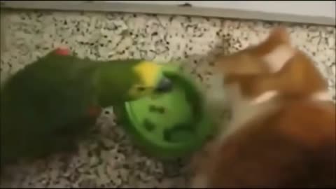 Let Me Eat NOW - Parrot x Cat