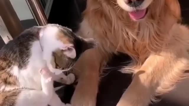 Funniest Dog And Cat Playing With Each Other Funny Videos 07